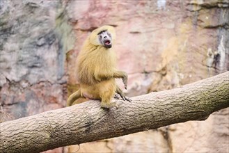 Guinea baboon (Papio papio) sitting on a tree, Bavaria, Germany Europe