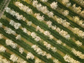 Blooming apple orchards in Wittgensdorf