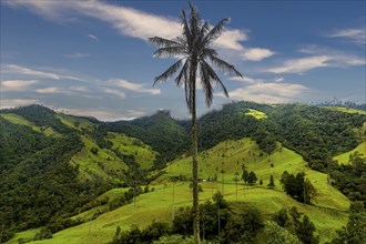 Wax palms largest palms in the world, Cocora valley, Unesco site coffee cultural landscape,