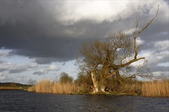 Willow trees on the banks of the Peene, dying willow tree, dead wood, Peene Valley River Landscape