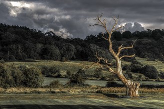 Old tree, landscape, Cheltenham, Cotswolds, England, Great Britain