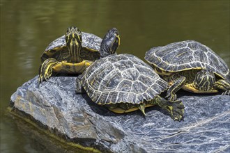 Three yellow-bellied sliders (Trachemys scripta scripta) sunning on rock in pond, land and water