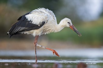 White Stork (Ciconia ciconia), white stork in shallow water foraging, wading, fishing, UNESCO