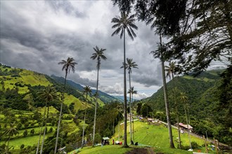 Wax palms largest palms in the world, Cocora valley, Unesco site coffee cultural landscape,