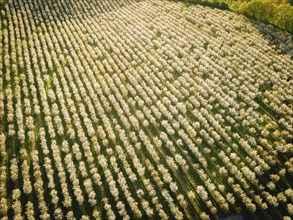 Blooming apple orchards in Wittgensdorf