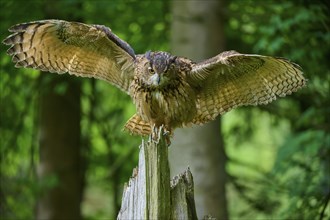 Eurasian eagle-owl (Bubo bubo), flying on tree trunk in forest, Bohemian Forest, Czech Republic,