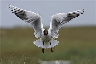 Black-headed Black-headed Gull (Chroicocephalus ridibundus), flight study, individual in flight,