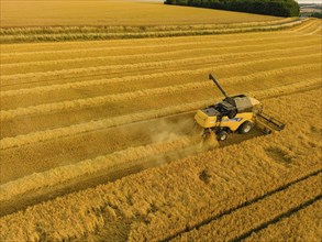 Grain harvest in a field near Babisnau on the outskirts of Dresden