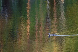 Red-throated diver (Gavia stellata), coloured light reflections in moving water, Finland, Europe