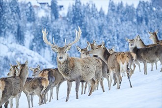 Red deer (Cervus elaphus) stag with pack on a snowy meadow in the mountains in tirol, Kitzbühel,