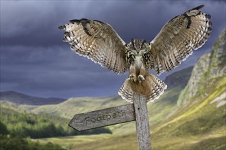 Eurasian eagle owl (Bubo bubo) landing with open wings on signpost at dusk