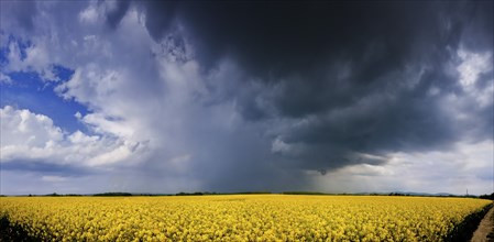 Thunderstorm near Bautzen kleinwelka over a rape field in blossom