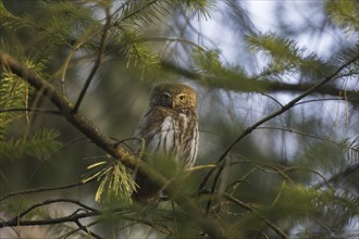 Eurasian pygmy owl (Glaucidium passerinum) (Strix passerina) perched in tree in coniferous forest