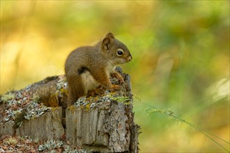 Common Canadian red squirrel (Tamiasciurus hudsonicus) sitting on tree stump, Yukon Territory,