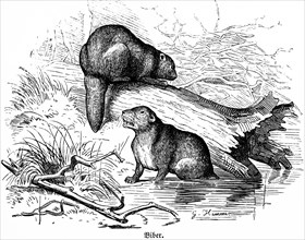 Two beavers, river, bank, grass, tree trunk, Hubertus hunting, hunting scenes, wild animals,