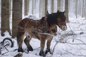 Winter in the Ore Mountains