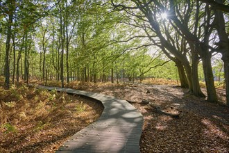 Wood plank path, forest, sun, Amsterdam water line dunes, Zandvoort, North Sea, North Holland,