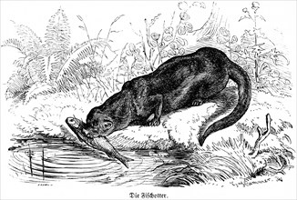 Otter, Hubertus hunting and hunting scenes, wildlife, body of water, fish, predator, feeding,