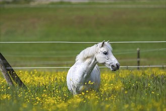 Flower meadow in spring with grey horse, paddock on the Swabian Alb near Dornstadt,