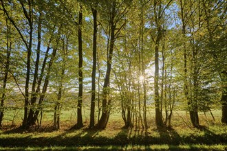 Forest edge, row of trees, deciduous forest, colourful, sunrise, autumn, beech trees, Odenwald,