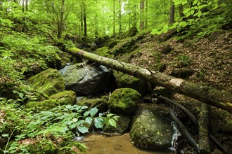 Waldbach near Thürmsdorf