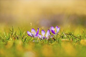 Spring bloomers in the Great Garden