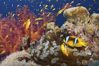 Red Sea anemonefish in the reef, Amphiprion bicinctus, Red Sea, Ras Mohammed, Egypt, Africa