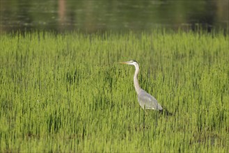 A large great blue heron wades in water among the tall grass near Harrison, Idaho