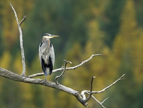 A great blue heron is perched on a branch at the Kootenai Wildlife refuge near Bonners Ferry, Idaho