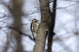 The yellow-bellied sapsucker (Sphyrapicus varius) is a medium-sized woodpecker that breeds in