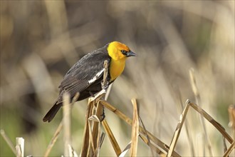 A yellow headed blackbird is perched on large dried grass at Saltese Flats conservation area in