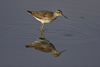 Wood sandpiper, Tringa glareola, wood sandpiper