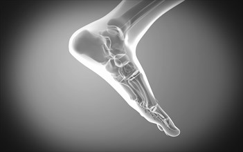 X-ray view of human foot