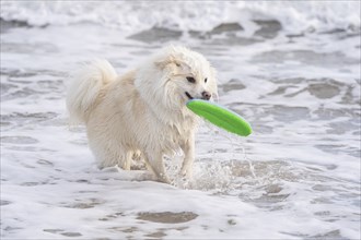 With my Icelandic dog at the Baltic Sea