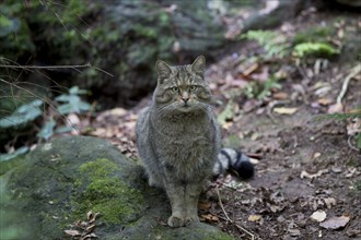 Wildcat, Felis silvestris, wildcat