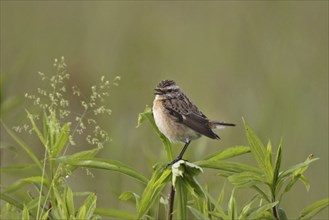 Whinchat, Saxicola rubetra, whinchat