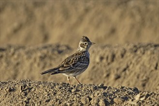 Skylark, Alauda arvensis, Eurasian skylark