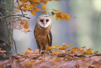 Barn owl, Tyto alba, barn owl