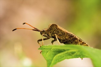 Close-up of a bug sitting on a leaf