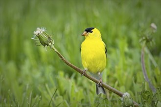 A small and cute American goldfinch is perched on the stem of a dandelion in a grassy area in