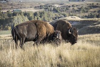 Two bison are grazing on grass at the National Elk and Bison range in Montana