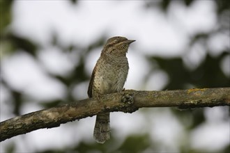 Wendehals, Jynx torquilla, Eurasian wryneck