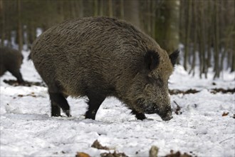 Wild boar, Sus scrofa, wild boar