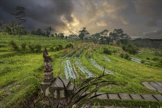 The green side of Bali, green rice terraces in the original Bali. Rice cultivation in the midst of