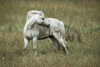 A small white colored horse stands in a field near Hauser, Idaho