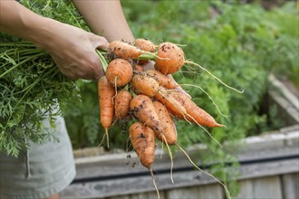 Holding a bunch of freshly picked carrots that still have dirt on them