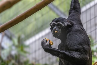 Pileated gibbon (Hylobates pileatus) at Zurich Zoo, Zurich, Germany, Europe