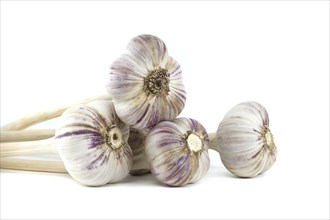 Garlic bulbs in close-up isolated on white background