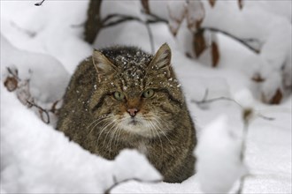 Wildcat, Felis silvestris, wildcat