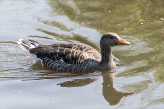 Greylag goose swimming on a lake with reflections